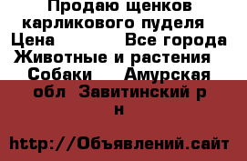 Продаю щенков карликового пуделя › Цена ­ 2 000 - Все города Животные и растения » Собаки   . Амурская обл.,Завитинский р-н